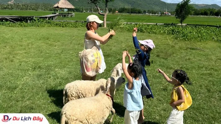Du khách và trẻ em trải nghiệm cho cừu ăn trên đồng cỏ xanh tại đồng cừu Suối Tiên