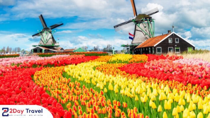 Những dãy hoa tulip trải dài vô tận chính là thứ tạo nên nét độc đáo cho lễ hội Keukenhof