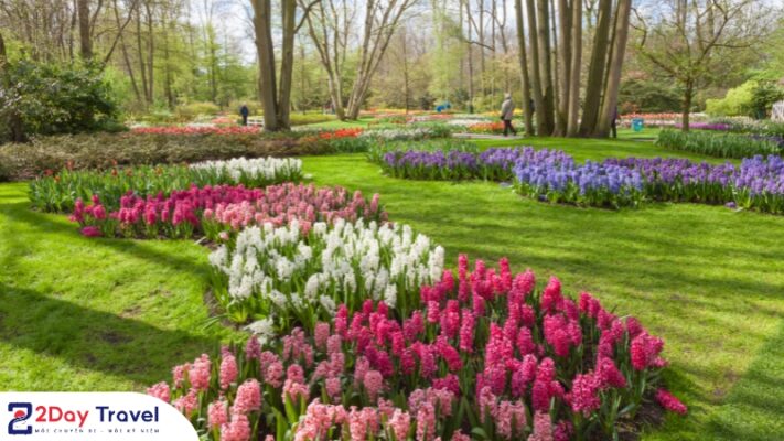 Không chỉ có hoa tulip mà công viên Keukenhof còn được tô điểm bằng rất nhiều loài hoa rực rỡ khác