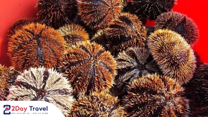 Nhum biển Nha Trang