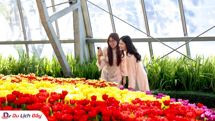 Hai du khách nữ chụp ảnh check in bên vườn hoa tulip rực rỡ sắc màu