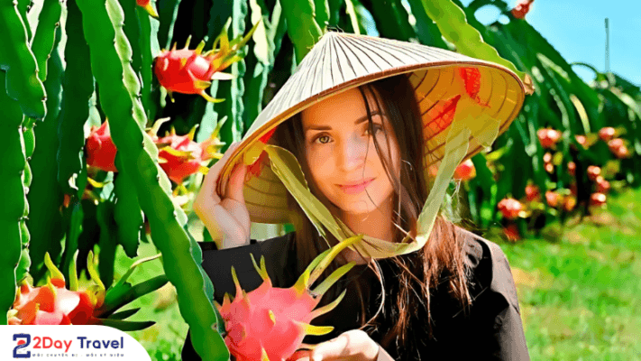 Festival Thanh long - Sự kiện thu hút du khách