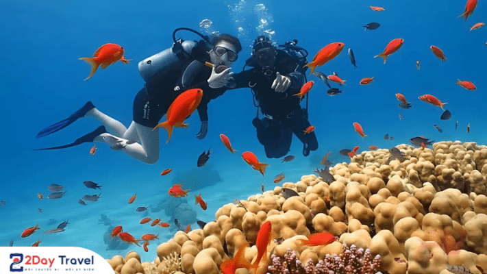 Kinh nghiệm ngắm san hô cho người mới bắt đầu