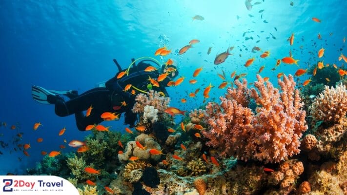Khám phá dưới đáy biển Nha Trang với hệ sinh thái san hô đa dạng và phong phú.