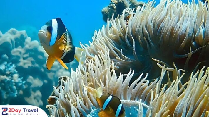 Hệ Sinh Thái Biển Phong Phú và Đa Dạng