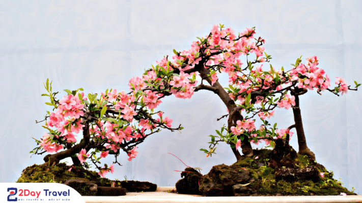 Nghệ thuật Bonsai