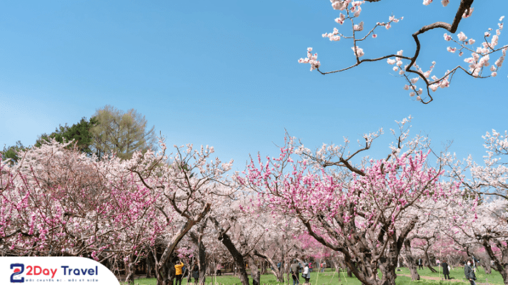Lễ hội mùa hoa anh đào Sapporo