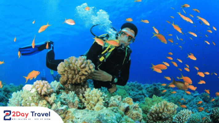 Tour-Hon-Mun-Nha-Trang-he-sinh-thai-bien-phong-phu-va-da-dang.