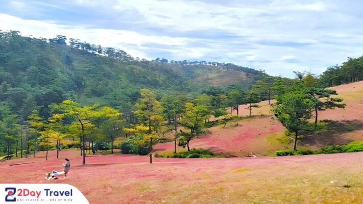 Cỏ hồng đồi LangBiang