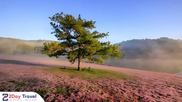 Khai mạc mùa hội cỏ hồng LangBiang