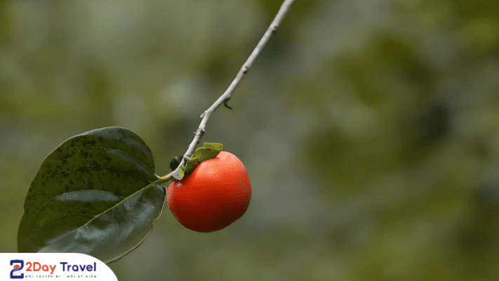 Vườn hồng Đà lạt vào mùa