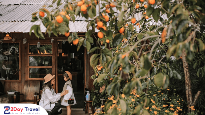 Quán cafe vườn hồng thu hút nhiều du khách