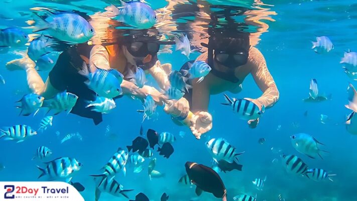 Hoạt động lặn ngắm san hô ở Hòn Mun