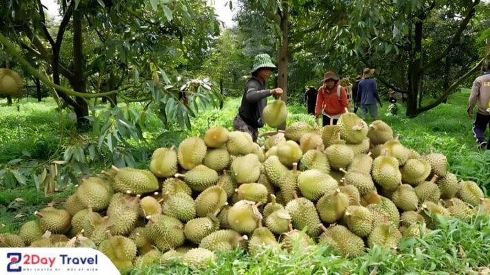 Thu hoạch sầu riêng ở Khánh Sơn