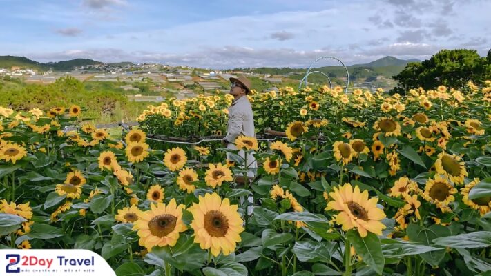 Vườn hoa Đà Lạt