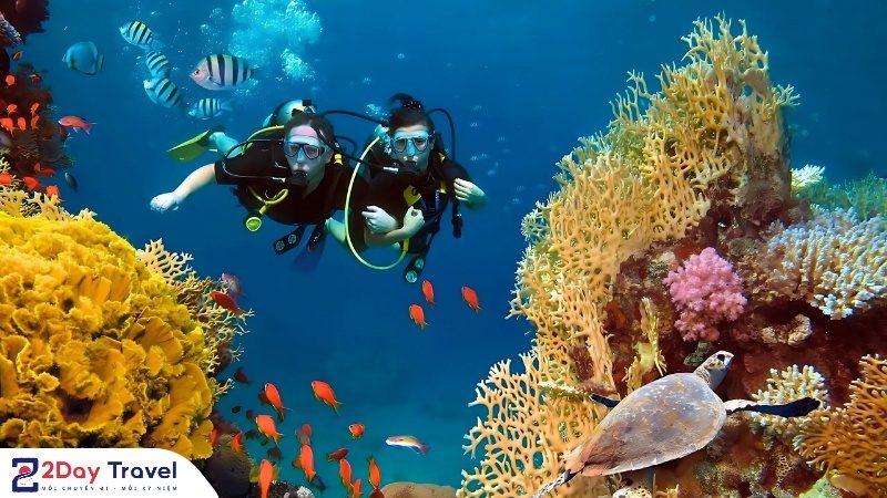 Lặn ngắm san hô tại Hòn Khô, Quy Nhơn – trải nghiệm khám phá đại dương đầy màu sắc.