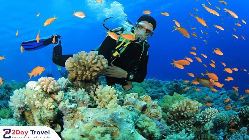 Hướng dẫn viên lặn biển chuyên nghiệp đang khám phá rạn san hô tại Hòn Khô, Quy Nhơn.
