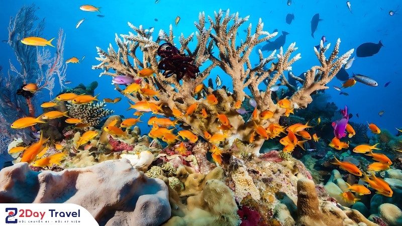 San hô rực rỡ và sinh vật biển đa dạng tại Hòn Khô, Quy Nhơn.