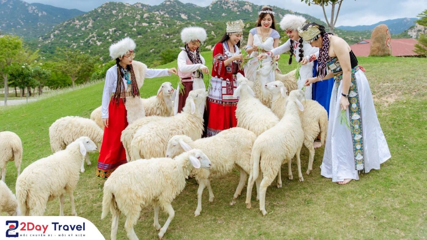 Trải nghiệm tương tác cùng đàn cừu trong tour khám phá miền quê Ninh Thuận.