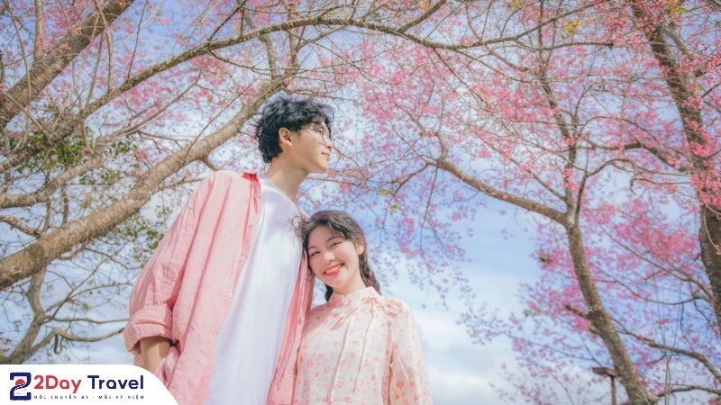 Mùa hoa anh đào Đà Lạt nở rộ rực rỡ, khung cảnh cực kỳ lãng mạn