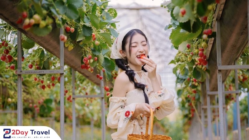 Trải nghiệm hái dâu tại vườn dâu Đà Lạt – thiên đường sống ảo giữa thiên nhiên xanh mát