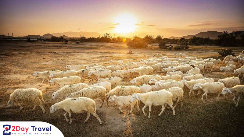 Bí mật du lịch Ninh Thuận có gì khiến dân phượt mê mẩn?