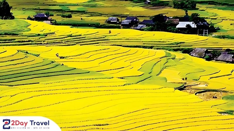 Mùa lúa chín cánh đồng Mường Thanh