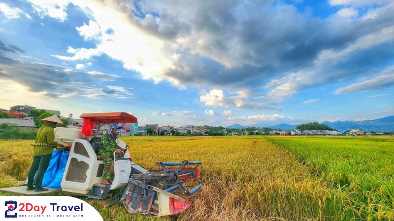 Cánh đồng Mường Thanh với nông nghiệp hiện đại