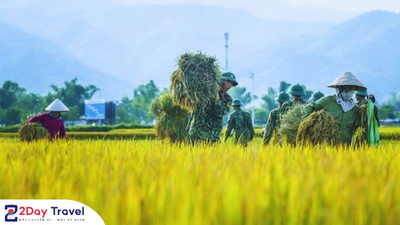 Cánh đồng Mường Thanh trong đời sống cộng đồng bản địa