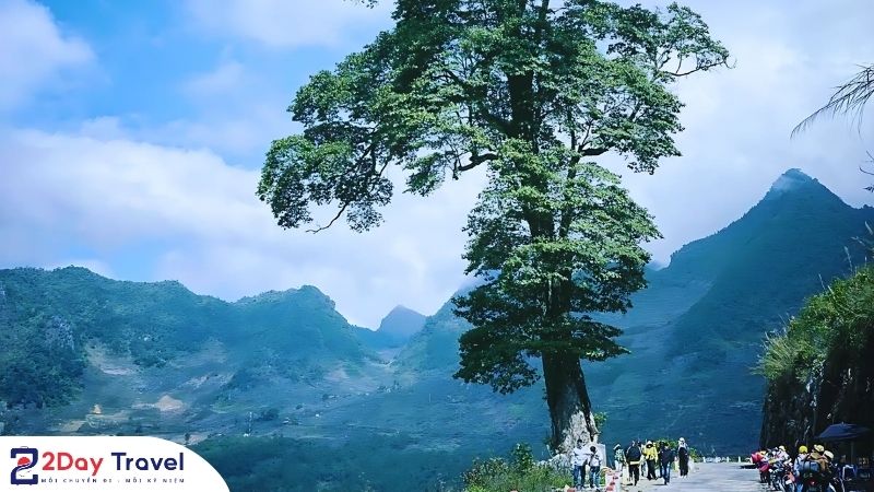 Cây Cô Đơn Hà Giang - Ý nghĩa biểu tượng về sức sống và niềm tin 