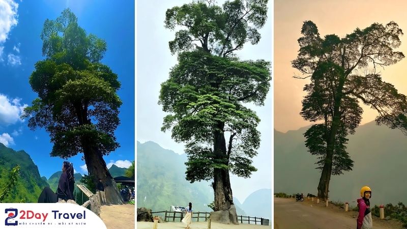 Góc sống ảo siêu chất tại Cây Cô Đơn Hà Giang