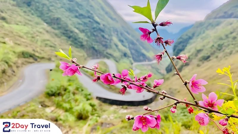 Hoa đào ven đèo Mã Pì Lèng