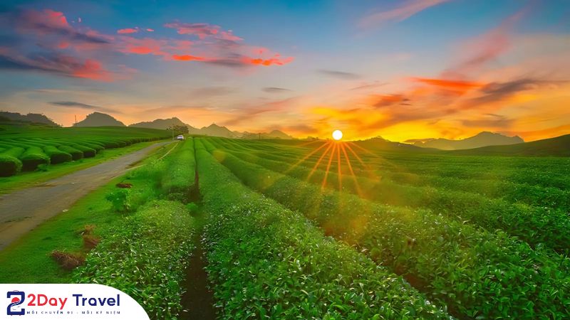 Cảnh sắc đẹp mê hồn ở Đồi Chè Trái Tim Mộc Châu