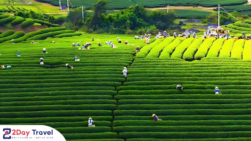 Trải nghiệm hái chè tại đồi chè trái tim Mộc Châu