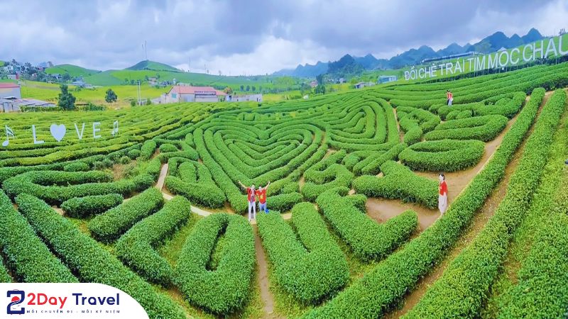 Đồi Chè Trái Tim Mộc Châu - điểm check-in lý tưởng cho các cặp đôi