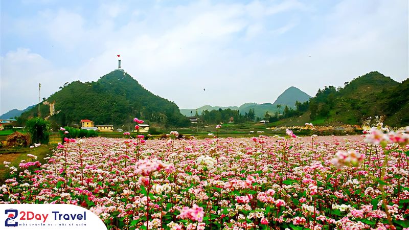 Mùa tam giác mạch nở rộ