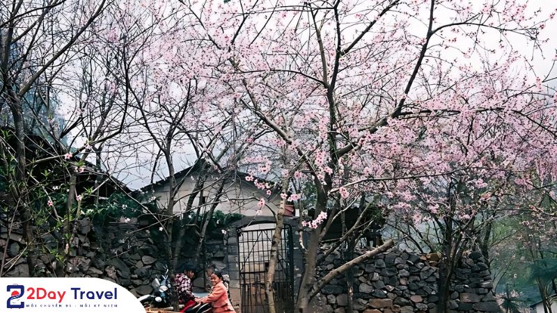 Sắc xuân rực rỡ ở Phố Cáo