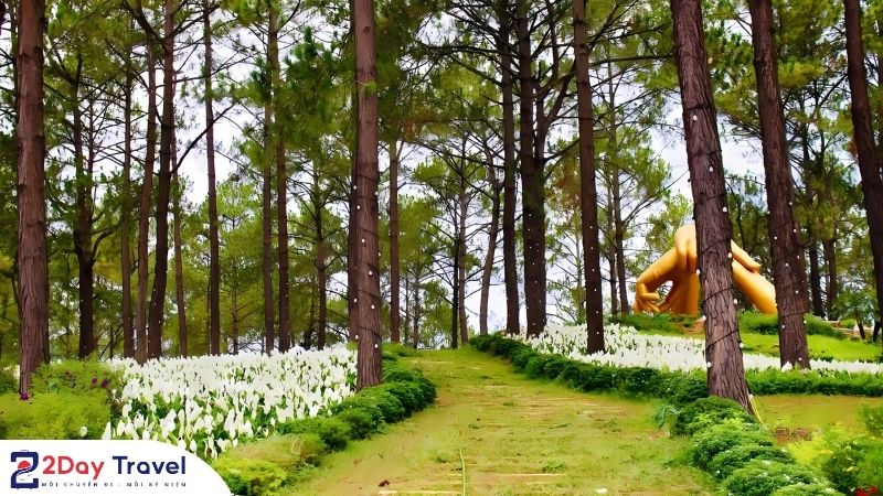 Vẻ đẹp của rừng thông Mộc Châu