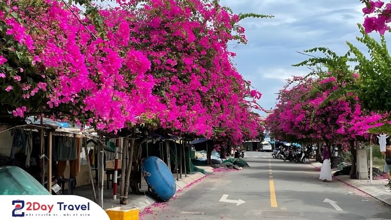 Check in địa điểm hoa giấy đang nở rộ tại đường Bích Họa Nha Trang – Đẹp như phim!