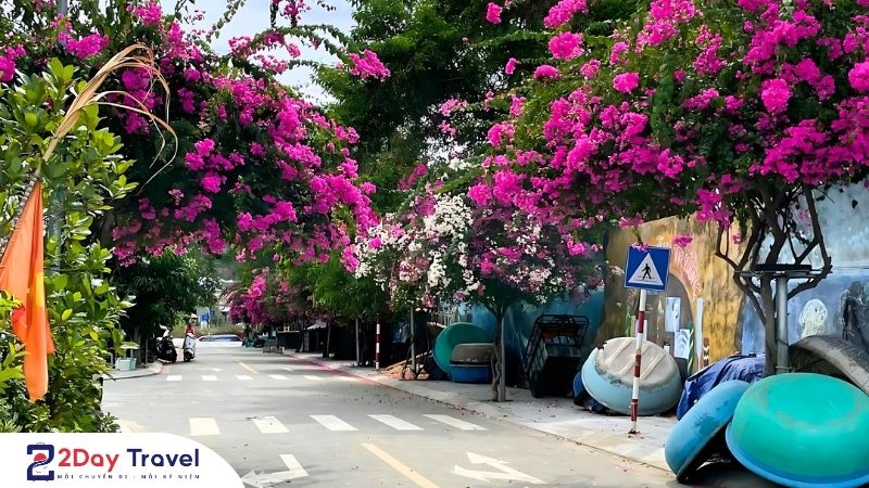 Check in địa điểm hoa giấy đang nở rộ tại đường Bích Họa Nha Trang – Đẹp như phim!