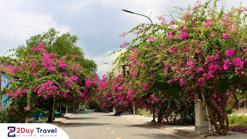 Check in địa điểm hoa giấy đang nở rộ tại đường Bích Họa Nha Trang – Đẹp như phim!