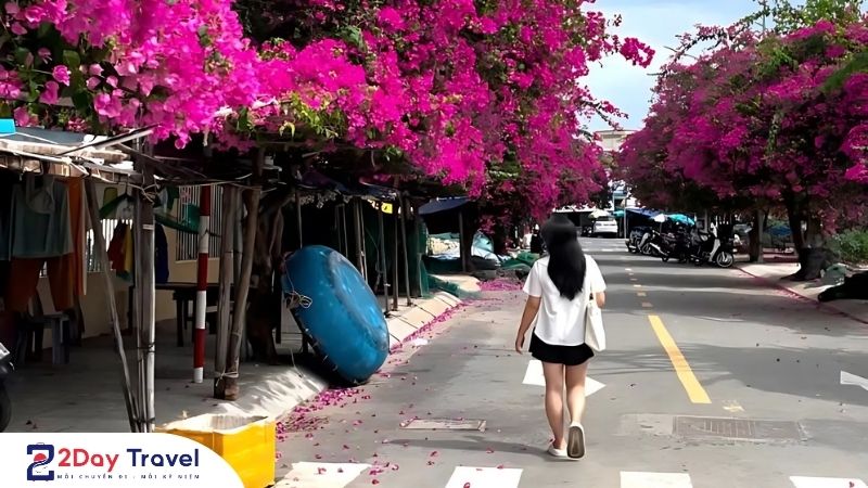 Check in địa điểm hoa giấy đang nở rộ tại đường Bích Họa Nha Trang – Đẹp như phim!