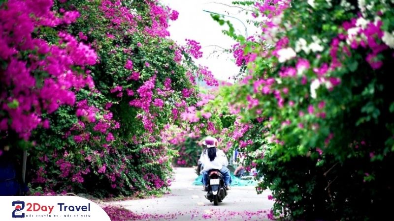 Check in địa điểm hoa giấy đang nở rộ tại đường Bích Họa Nha Trang – Đẹp như phim!