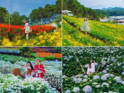 Tour Đà Lạt: Nhà Thờ Domain – Puppy Farm – Vườn Hoa Cẩm Tú Cầu