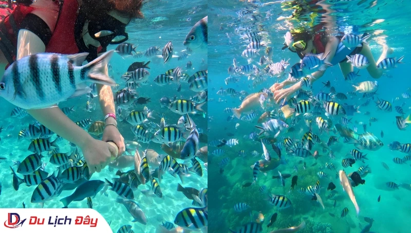 Trải nghiệm lặn ngắm san hô trong tour 3 đảo hot Nha Trang