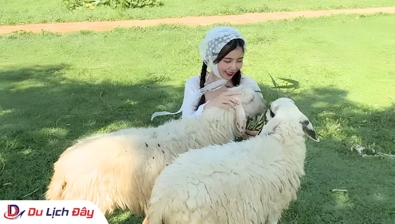Du khách check in tại Đồng Cừu trong Tour Bình Hưng - Trong Ngày