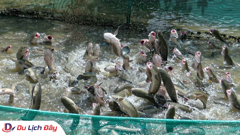 Trải nghiệm xem biểu diễn "cá lóc bay" độc đáo trong Tour Chợ Nổi Cái Răng - Cần Thơ