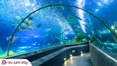 Trải nghiệm khám phá thế giới đại dương tại Viện Hải Dương Học trong Tour Đà Lạt - Nha Trang 2N1Đ