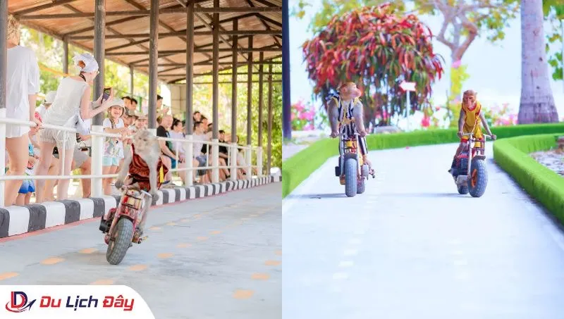 Những chú khỉ biểu diễn xiếc chạy xe máy trong Tour Đảo Khỉ - Vịnh Nha Phu