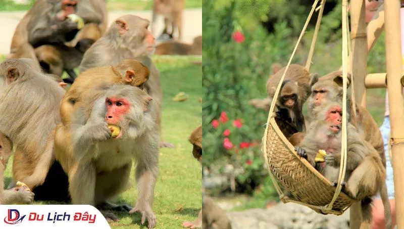 Cận cảnh những chú khỉ đáng yêu đang ăn dặm trong Tour Đảo Khỉ - Vịnh Nha Phu
